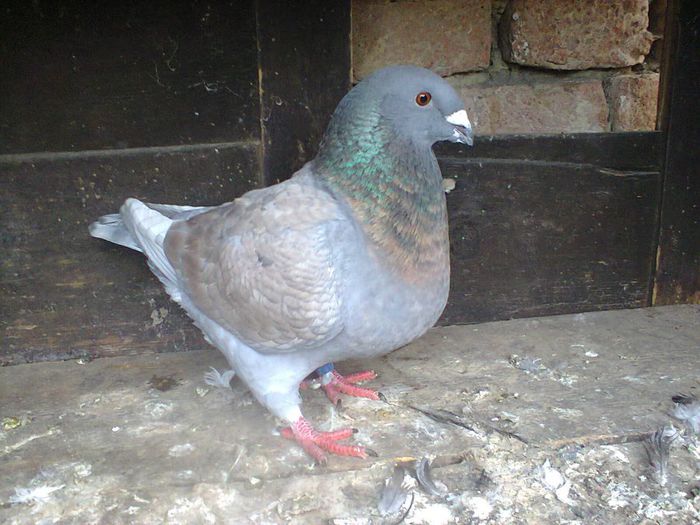 Fotografie0357; femela 2013
