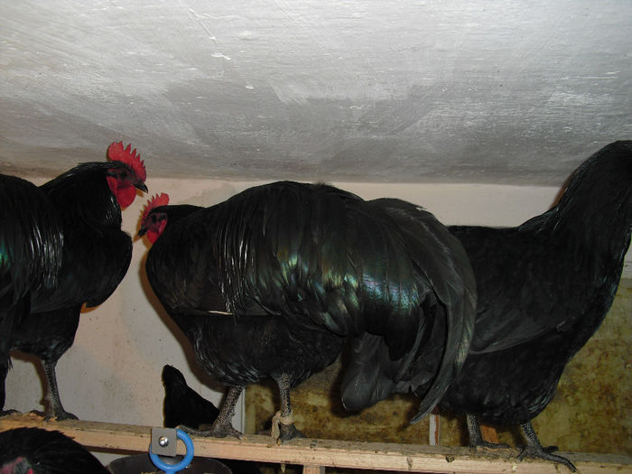 CIMG5911 - cocosi australorp
