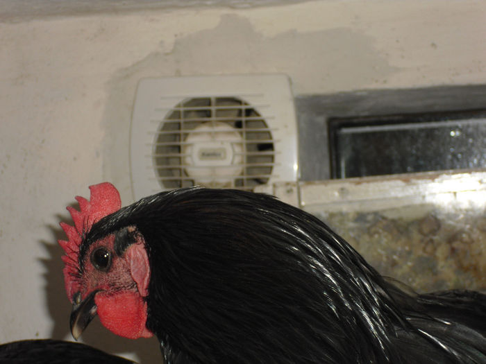 CIMG5929 - cocosi australorp