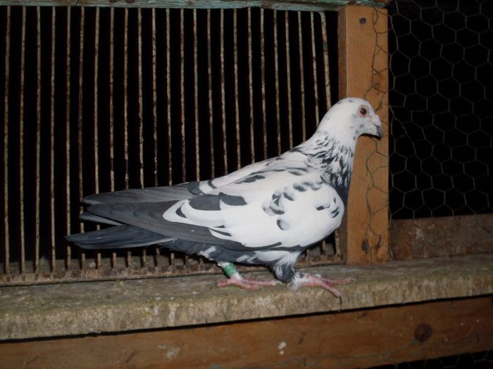 m 2010 din cluj zburat