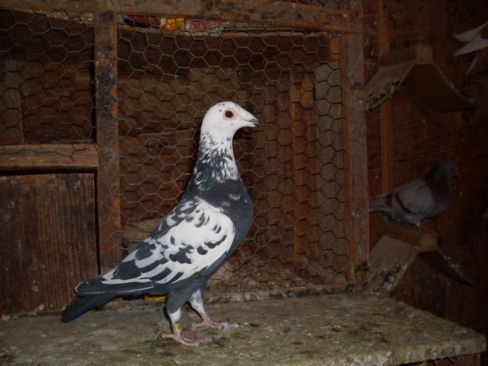 M HUNG 2011 DERBI CU PEDIGRE