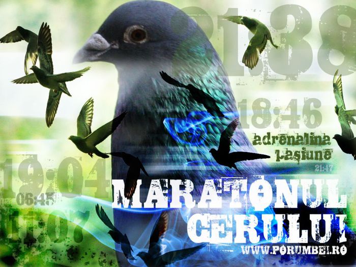 porumbeiro-maratonul - Contact