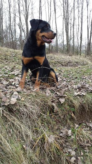 20131206_123136 - Rottweiler