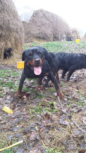 20131124_102408 - Rottweiler