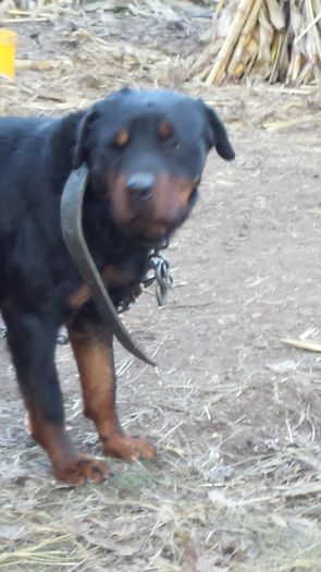 20131213_152224 - Rottweiler