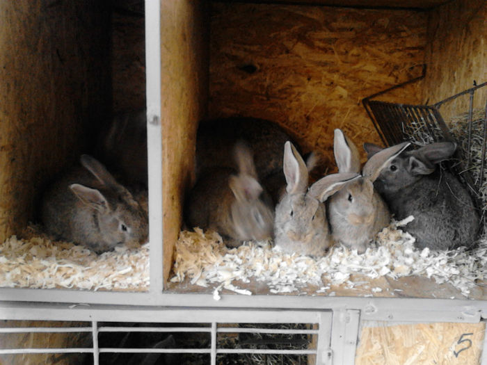 1 luna si 6 zile - a  Cuib F2   07-11-2013