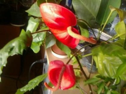  - Anthurium 2013