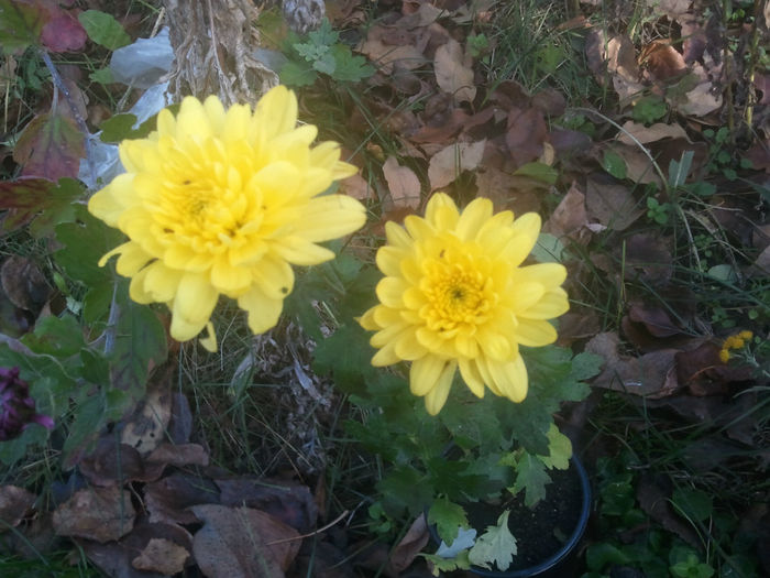 2013-11-10 14.30.47 - crizanteme si tufanele