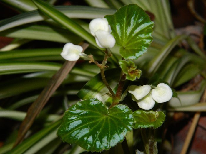 DSCN0008 - DECEMBRIE 2013