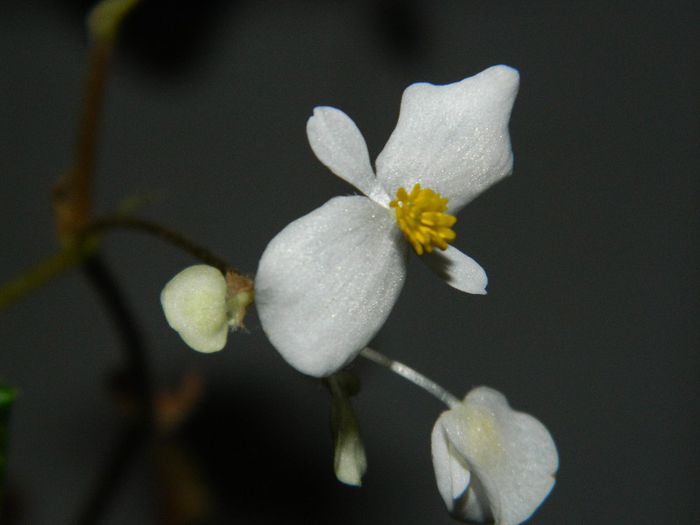 DSCN0010 - DECEMBRIE 2013