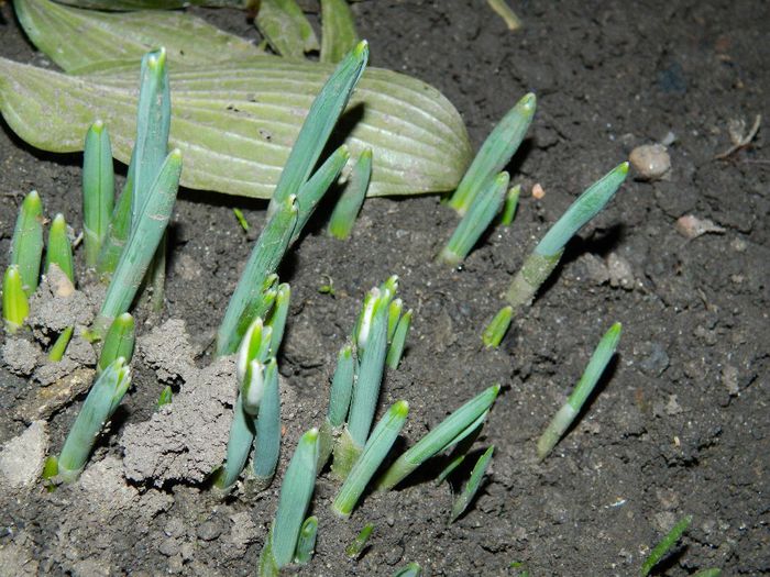 DSCN9997 - DECEMBRIE 2013