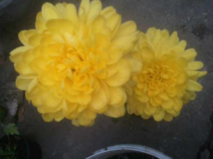 2013-11-26 14.31.18 - crizanteme si tufanele