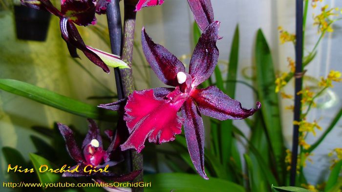 Colmanara Masai Red - Orhidee Oncidium si intergenerice