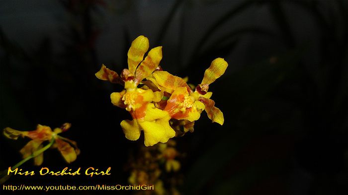 Oncidium Obryzatum hybrid - Orhidee Oncidium si intergenerice