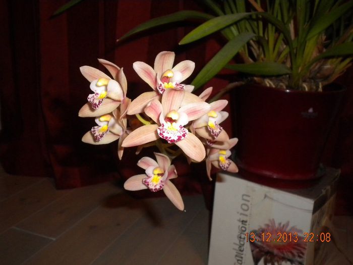  - orhidee 2013