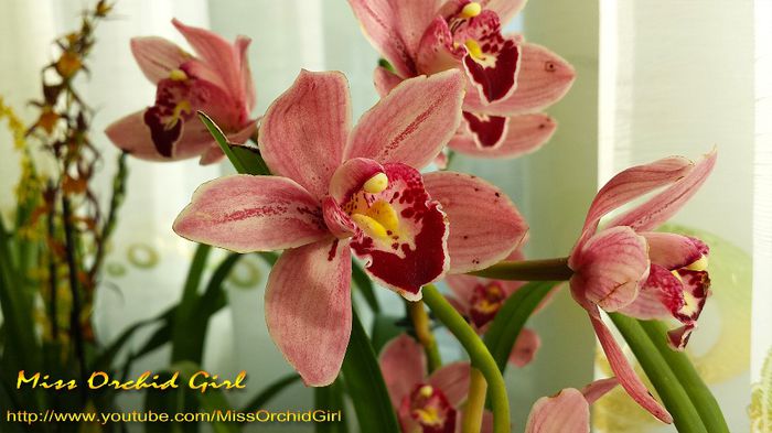 Cymbidium Hybrid; Parfumat - mere coapte, putin neplacut
