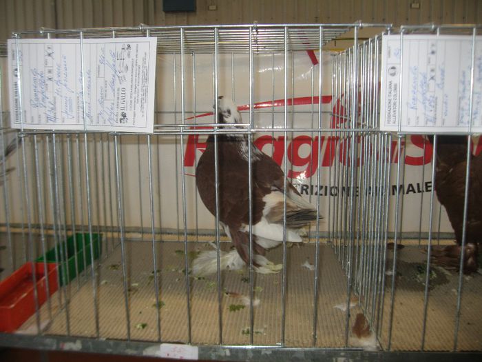 IMG_0756 - Romagnioli si Sottobanca