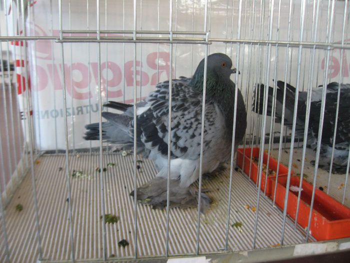 IMG_0740 - Romagnioli si Sottobanca