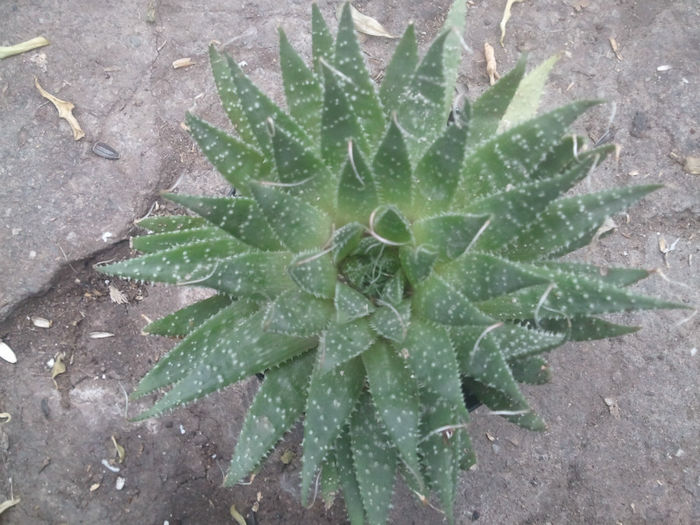 cactus 12 lei - plante de partament de vanzare