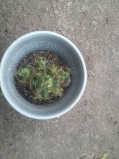 cactus 5 lei - plante de partament de vanzare