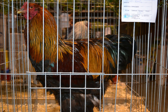 DSC_0721 - E xpozitia nationala Bucuresti 2013