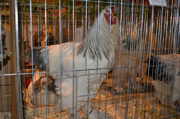 DSC_0753 - E xpozitia nationala Bucuresti 2013