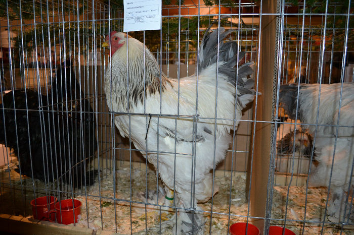 DSC_0755 - E xpozitia nationala Bucuresti 2013