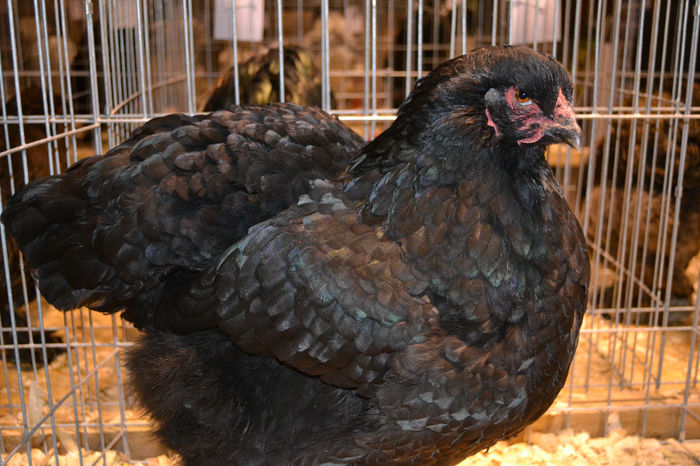 DSC_0724 - E xpozitia nationala Bucuresti 2013