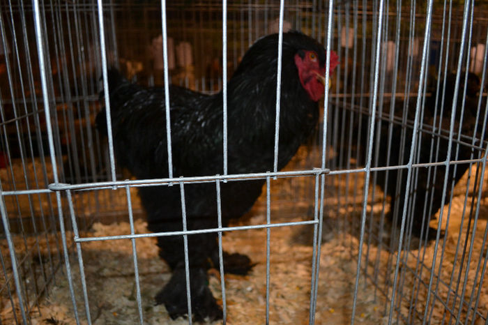 DSC_0729 - E xpozitia nationala Bucuresti 2013