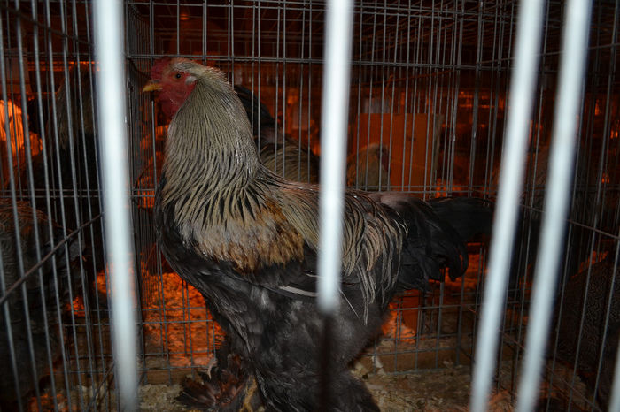 DSC_0767 - E xpozitia nationala Bucuresti 2013