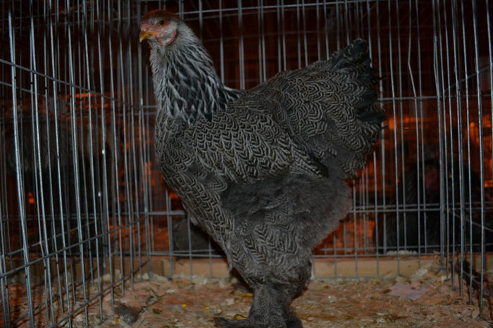 DSC_0774 - E xpozitia nationala Bucuresti 2013