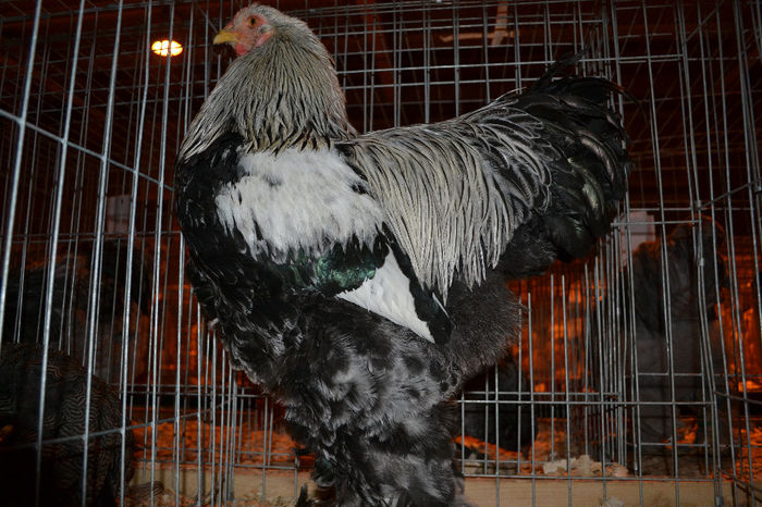 DSC_0776 - E xpozitia nationala Bucuresti 2013