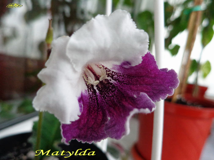 Matylda  (14-XII-2013) - Streptocarpusi 2013