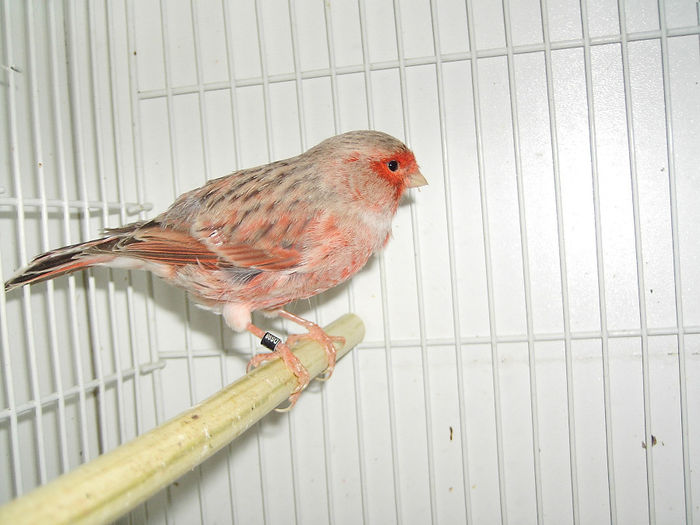 Agat Rosu Neintensiv