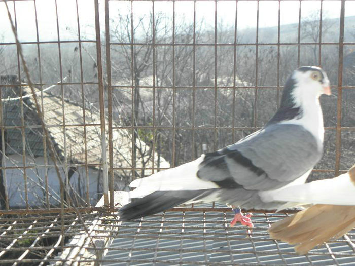 PC010454 - galateni 2013