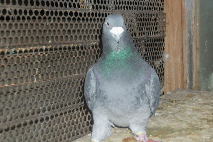 100_7172 - POZE 14-12-2013