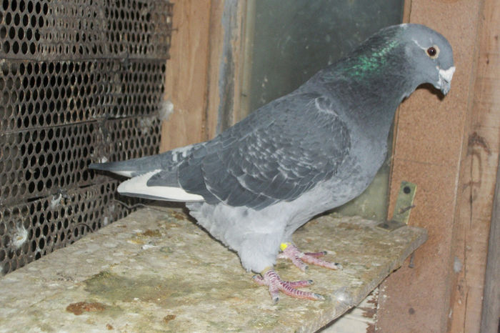 100_7173 - POZE 14-12-2013