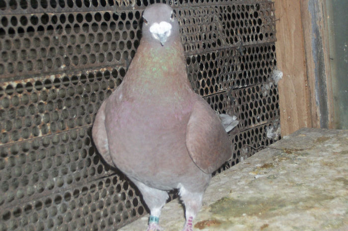 100_7174 - POZE 14-12-2013