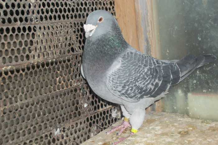 100_7176 - POZE 14-12-2013