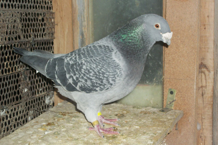 100_7177 - POZE 14-12-2013