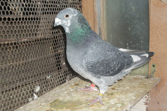 100_7180 - POZE 14-12-2013