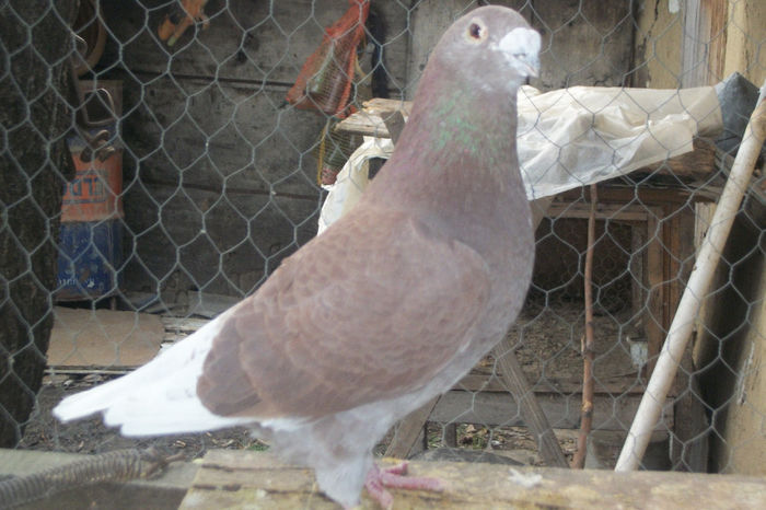 100_7186 - POZE 14-12-2013