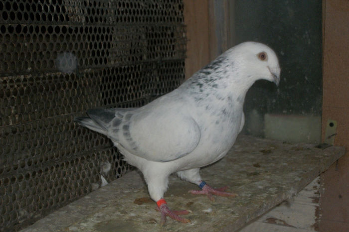 100_7187 - POZE 14-12-2013