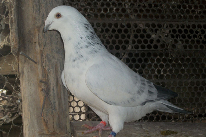 100_7189 - POZE 14-12-2013