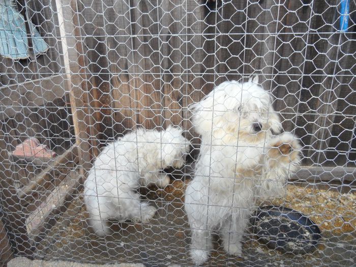 SAM_1817 - bichon maltez