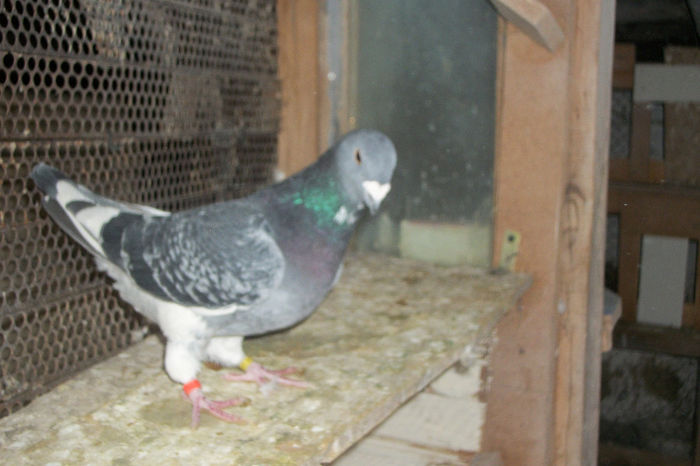 100_7195 - POZE 14-12-2013