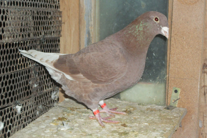 100_7207 Pana aici sunt Masculi - POZE 14-12-2013