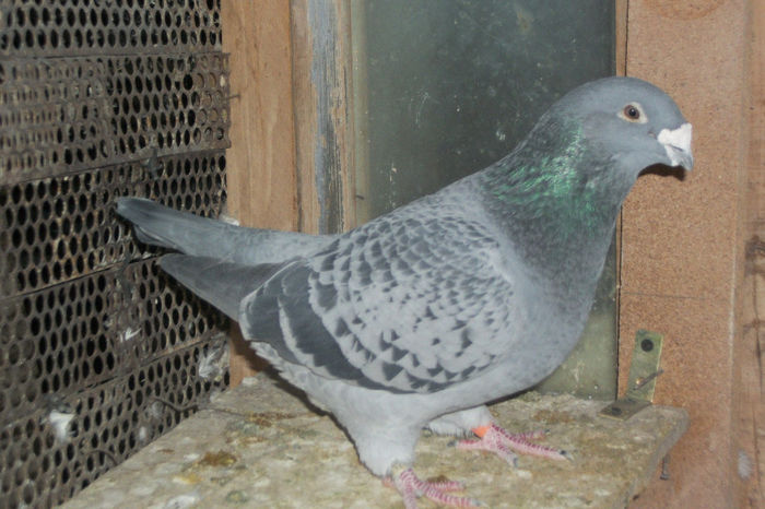 100_7208 De aici sunt Femele cu cateva excepti - POZE 14-12-2013