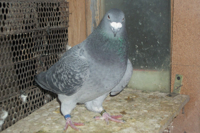 100_7210 - POZE 14-12-2013