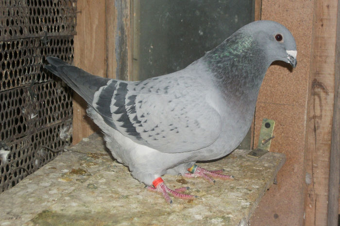 100_7213 - POZE 14-12-2013